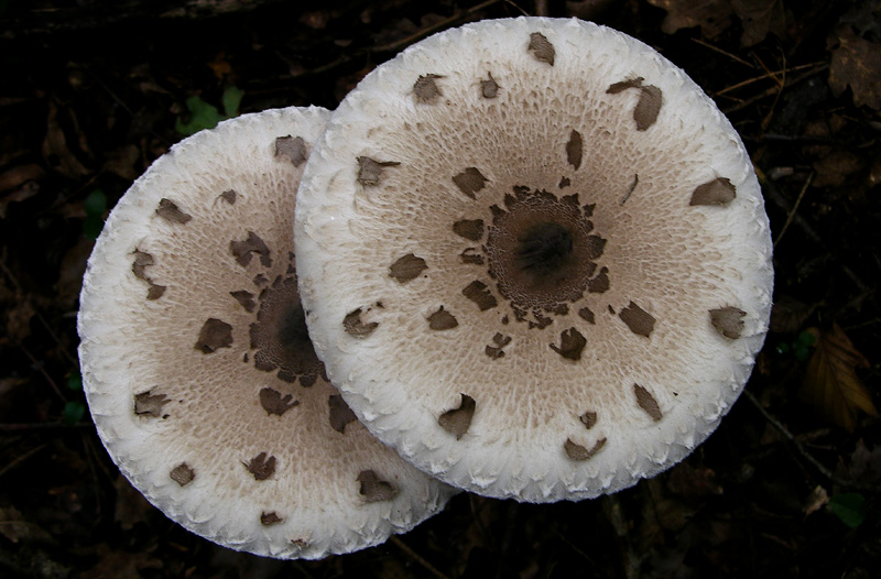 Lepiota e Macrolepiota da determinare.